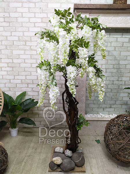 Wisteria tree of white flowers, buy in USA, Canada, Australia, UK