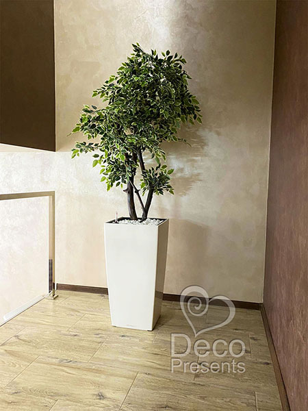 Tree decorative ficus benjamina 2 meters, buy for bar interior