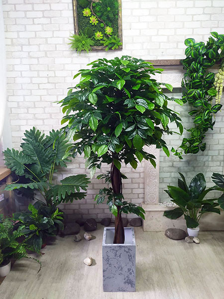 Ficus ornamental tree 180 cm in a flower pot, buy for shop in Sweden, Finland, Norway