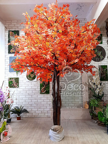 Big autumn maple tree 2.5 meters, buy for a restaurant, Canada, USA