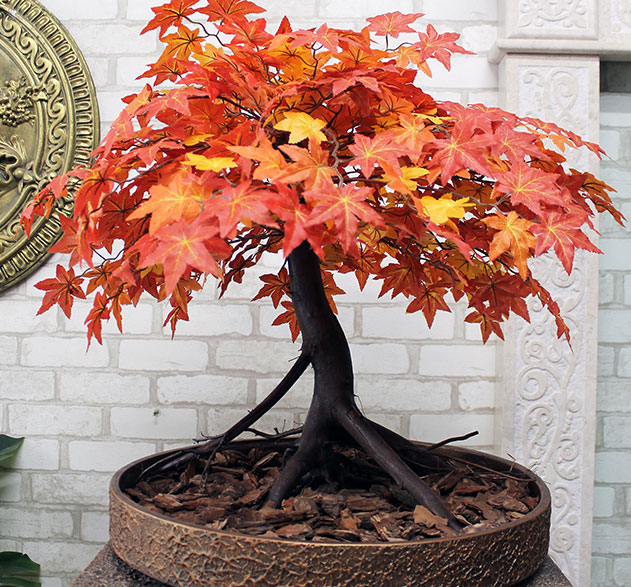 Buy autumn bonsai tree for cafe interior, Australia, Canada, New Zealand