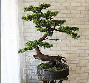 Buy bonsai trees for the store, USA, Sweden, Qatar