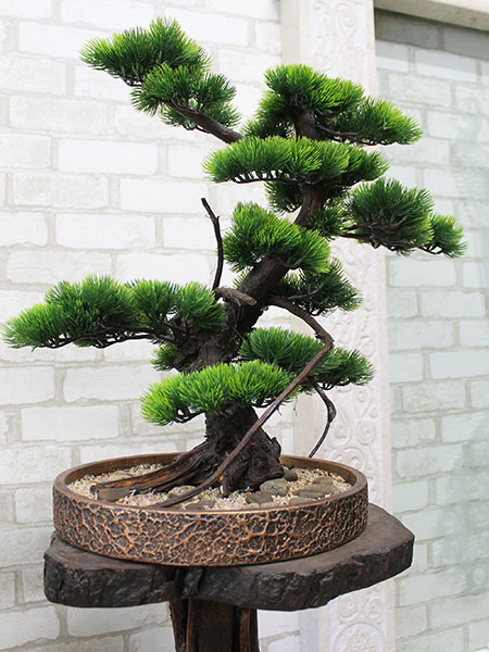 Buy  bonsai tree for cafe interior, Ireland, UK, Sweden