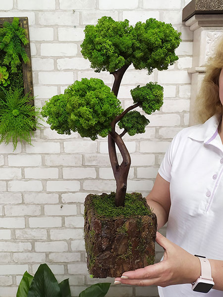 Buy decorative bonsai for office, Sweden, Switzerland, Belgium