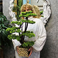 Table bonsai thuja