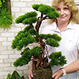 Pine bonsai tree