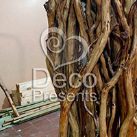 Buy a large tree from natural trunks, USA, Canada, Australia