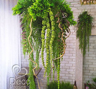 Buy decorative ampelous plants for interior, hanging decor, USA, Canada, Australia